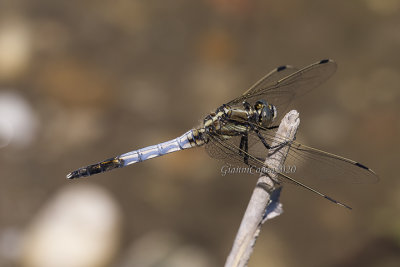 Orthetrum albistylum (m.)