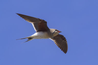 Collared Pratincole