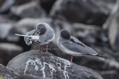 Swallow-tailed Gull (cp.)