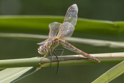 Sympetrum fonscolombii (m.)