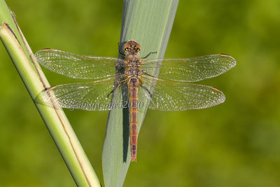 Sympetrum fonscolombii (m.)