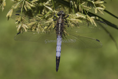 Orthetrum cancellatum  (m.)
