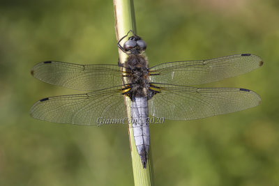 Libellula fulva (m.)