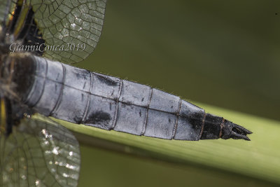 Libellula fulva (m.) terminal appendages