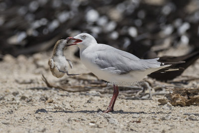 Silver Gull with chick Brown Noddy