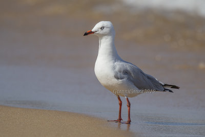 Silver Gull (2cy.)