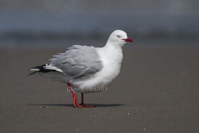 Red-billed Gull
