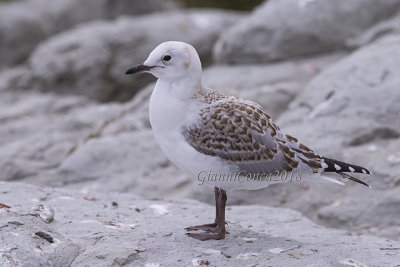 Red-billed Gull (juv.)