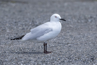 Black-billed Gull