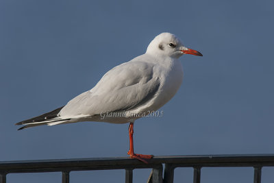 Black-headed Gull
