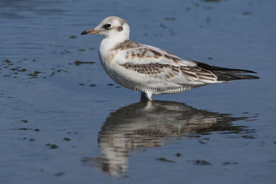 Black-headed Gull (juv.)