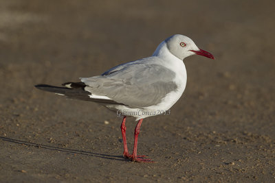 Grey-hooded Gull