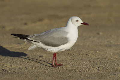 Grey-hooded Gull
