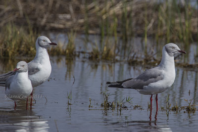 Grey-hooded Gull