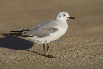 Hartlaub's Gull (2 cy.)