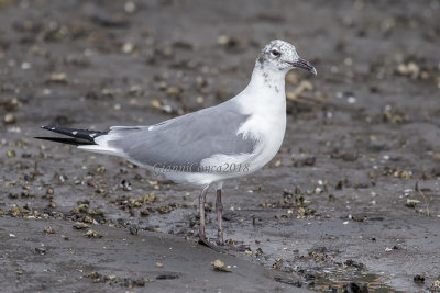 Laughing Gull (2 w.)