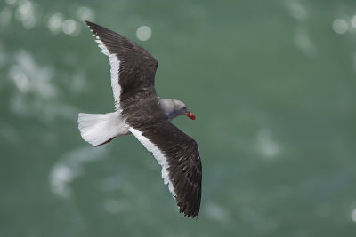 Dolphin Gull