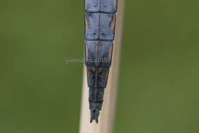 Orthetrum cancellatum (m.) appendages