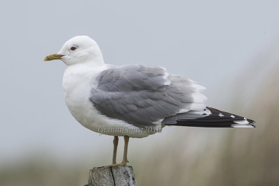 Common Gull