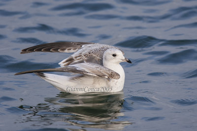 Common Gull (1 w.)