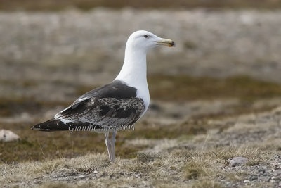 Great Black-backed Gull (3 w.)