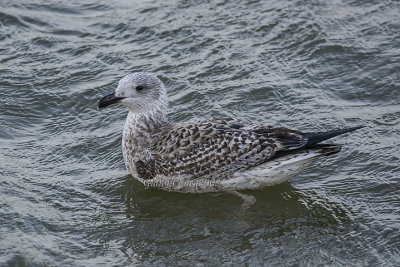 Great Black-backed Gull (1 w.) 