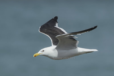 Kelp Gull