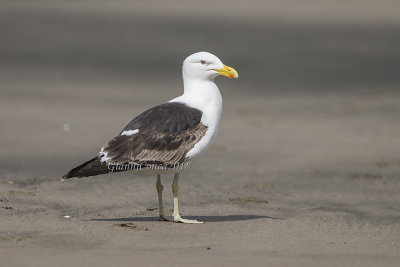 Kelp Gull (3 w.)