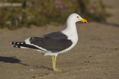 Cape Gull 