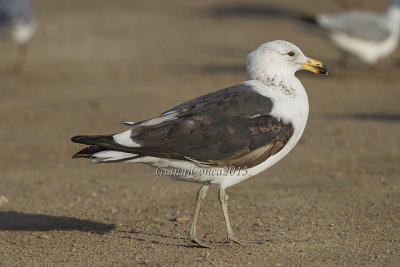 Cape Gull (3 w.)