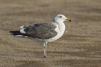 Cape Gull (3 w.)