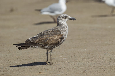 Cape Gull (1 w.)