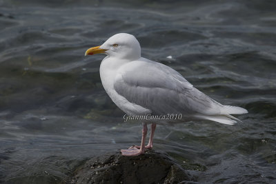 Glaucous Gull