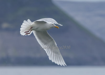 Glaucous Gull