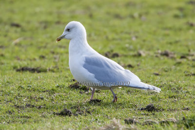 Laridae 3