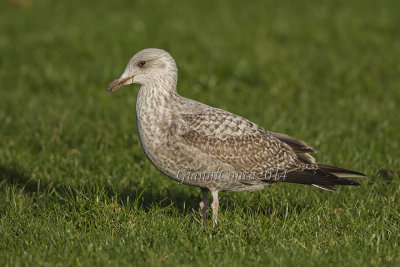 European Herring Gull (juv.)