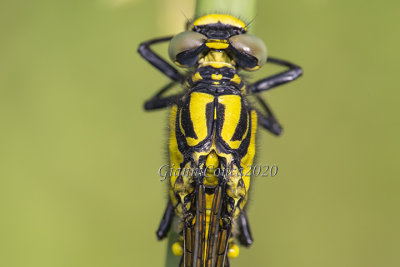 Gomphus vulgatissimus (m.)