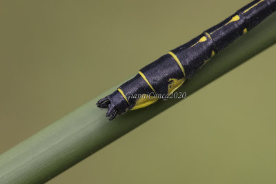 Gomphus vulgatissimus (m.) appendages