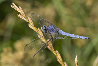 Orthetrum brunneum (m.)