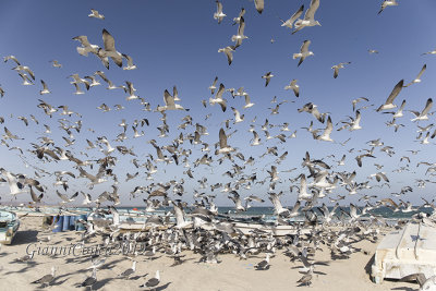 Gulls