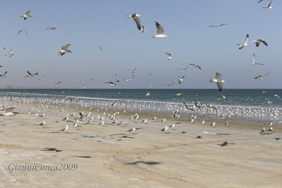 Gulls