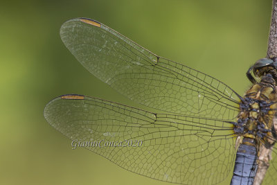 Orthetrum coerulescens (m.) row of single cells