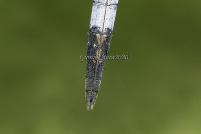 Orthetrum albistylum (f.) terminal appendages