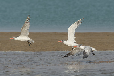 Caspian Tern