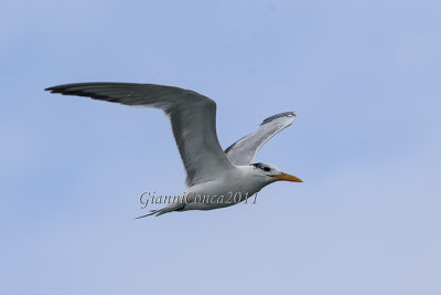 Royal Tern