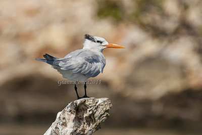Royal Tern