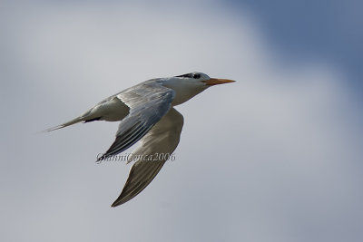 Lesser Crested Tern