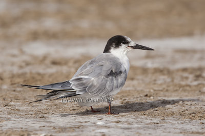 Cabot's Tern 