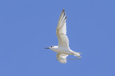 Sandwich Tern