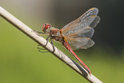 Sympetrum fonscolombii (m.)